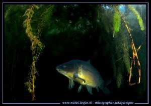 Common Carp... :O)... by Michel Lonfat 